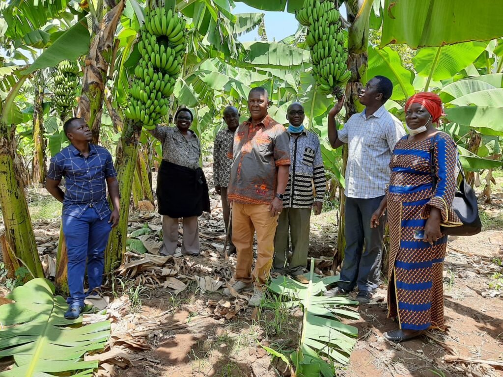 Banana factory project whets farmers’ appetite for new variety in Taita