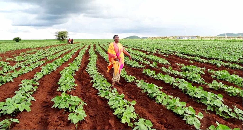 Orphan Crops Spare Farmers Losses In Kenya’s Arid Region - Panafrican 