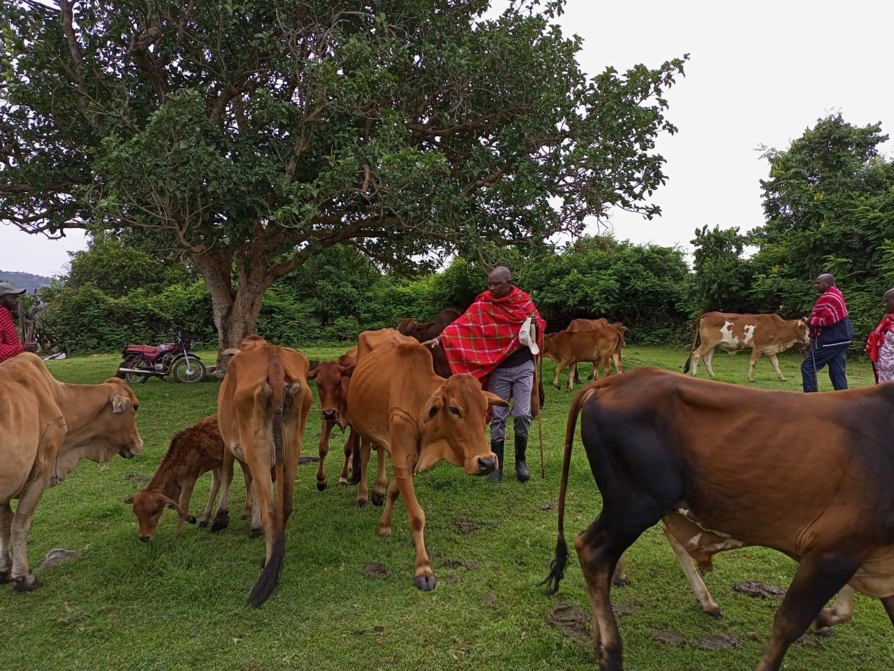 Kenya In A Race Against Time To Restock Sahiwal Cattle Breed Panafrican Agriculture 3595