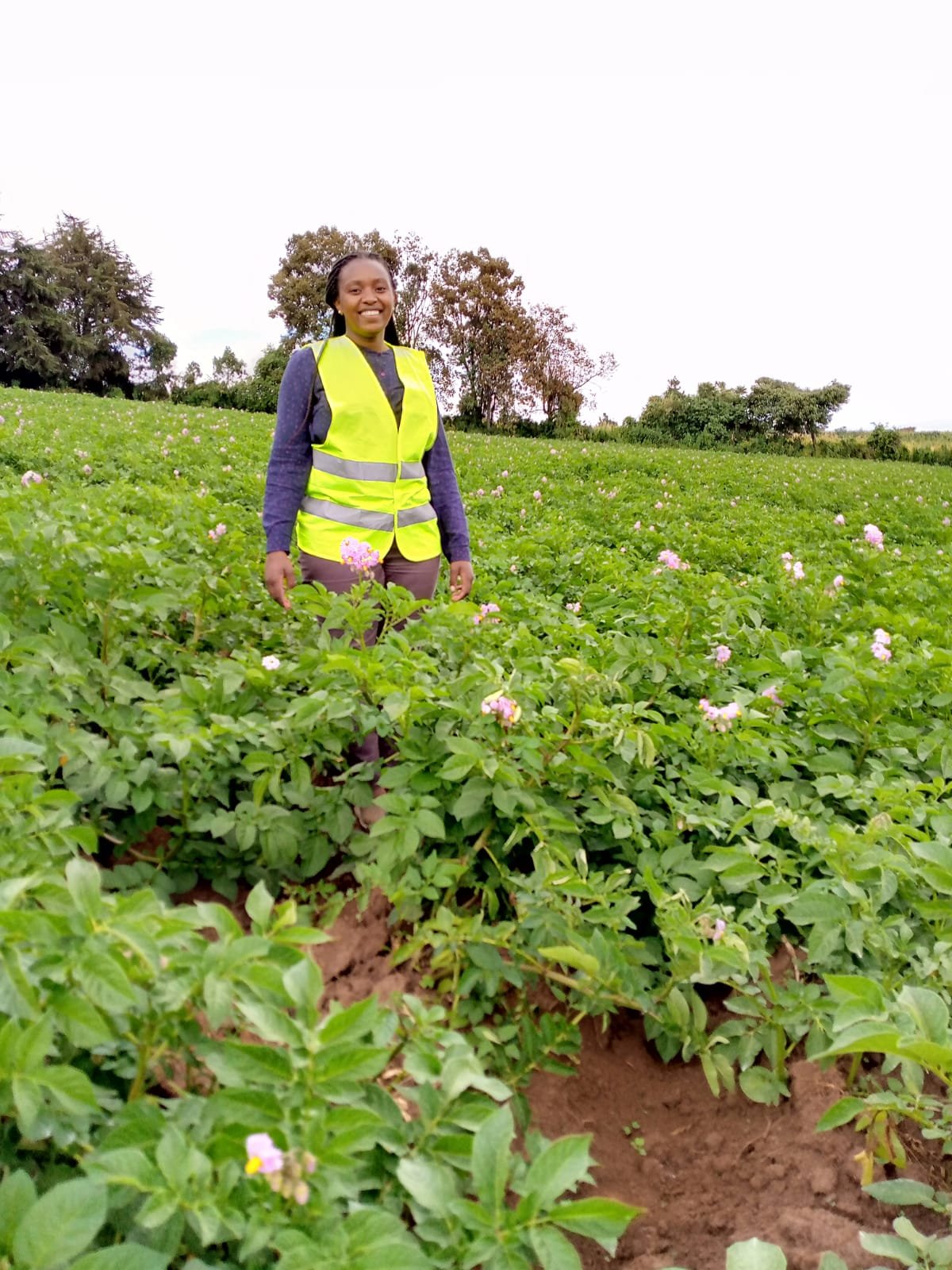 Farm Machinery Renting Drives Up Potato Harvests In Kenya’s Narok ...