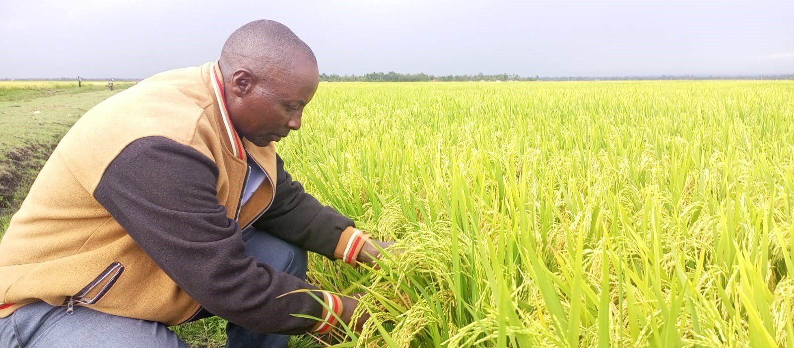 bridging-east-africa-s-rice-production-consumption-gaps-panafrican