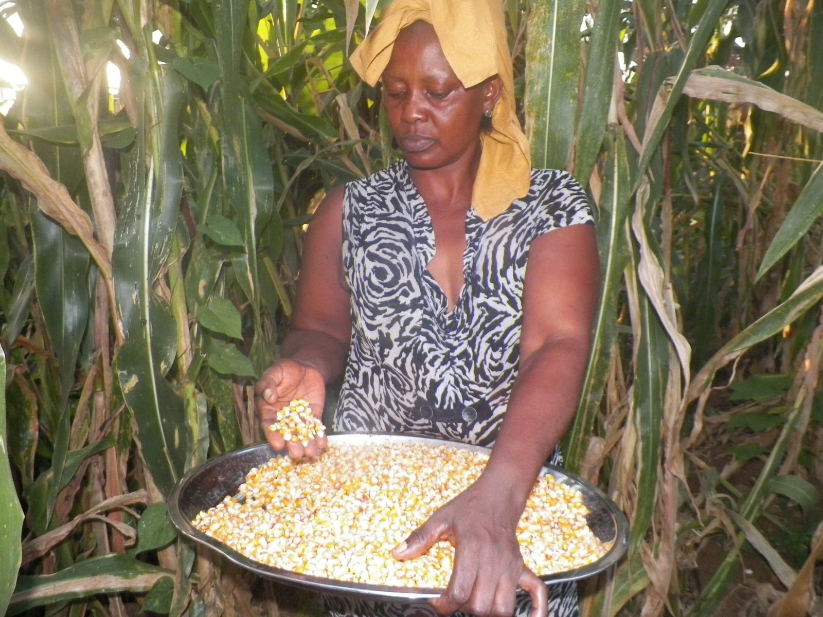 Brewer’s new grits production line opens market for maize farmers ...