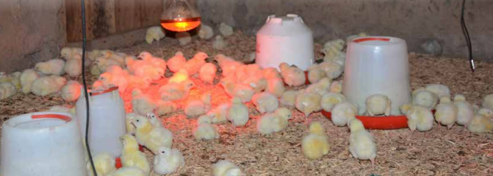 Smart brooders transforming chick rearing business - PanAfrican Agriculture