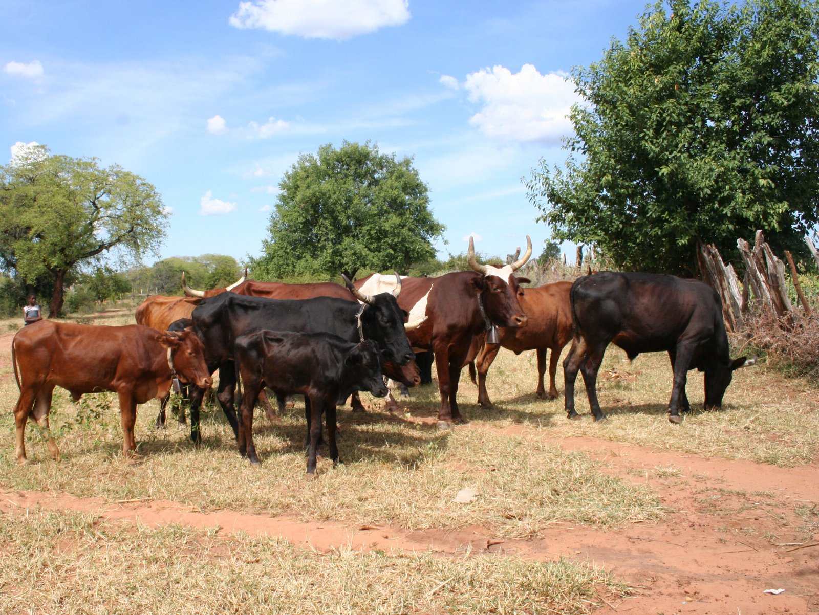 Why Africa needs standardised meat quality and safety systems ...